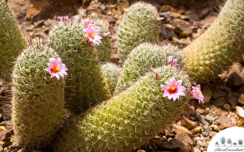 Mammillaria Elongata piante grasse