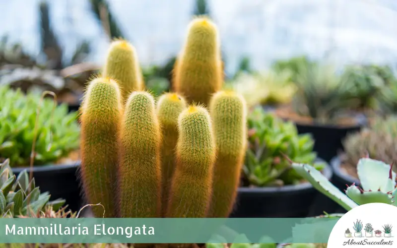 Mammillaria Elongata