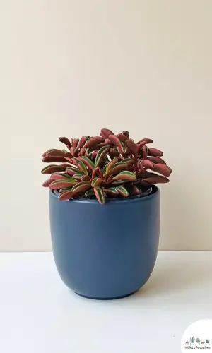 Peperomia Graveolens in a pot