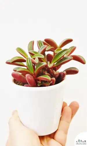 Peperomia Graveolens in a white pot