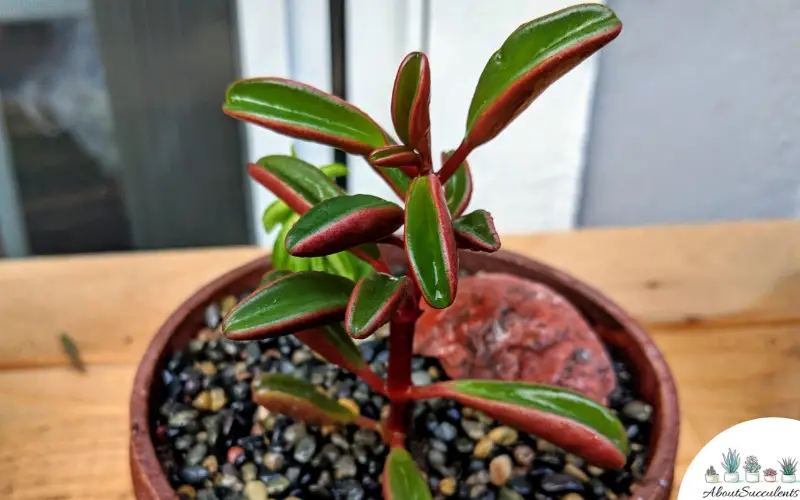 Cura della succulenta Peperomia Graveolens