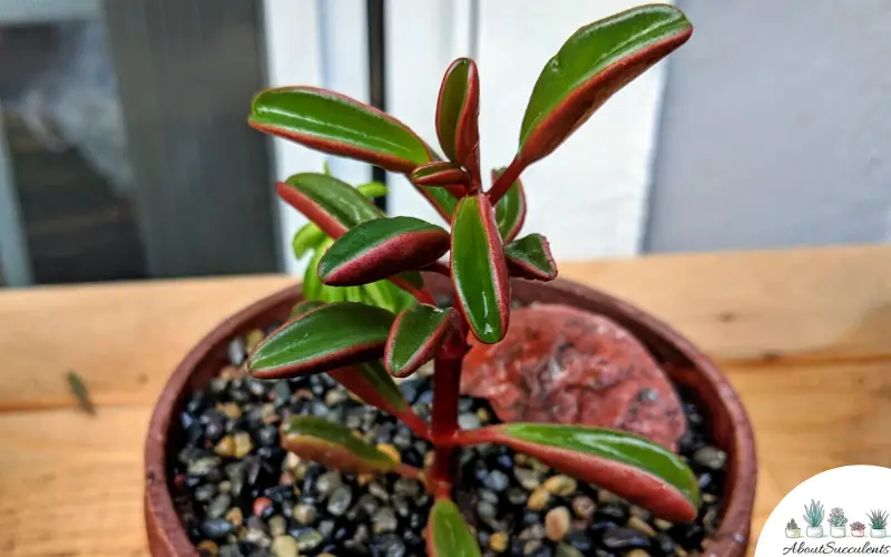 Cuidado de la suculenta Peperomia Graveolens