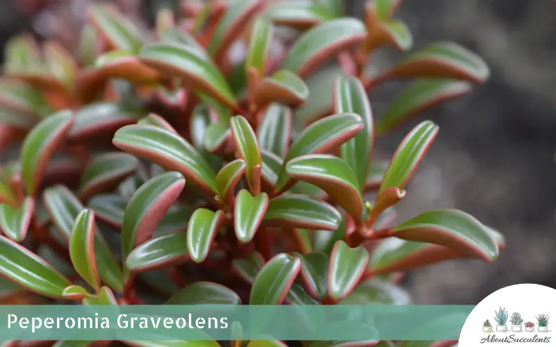 Peperomia Graveolens plante succulente