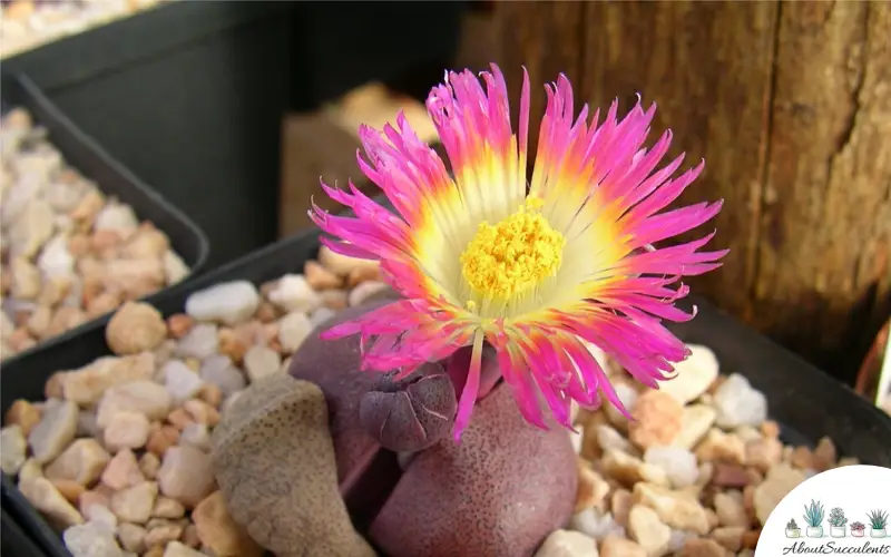 Fiore di Pleiospilos Nelii