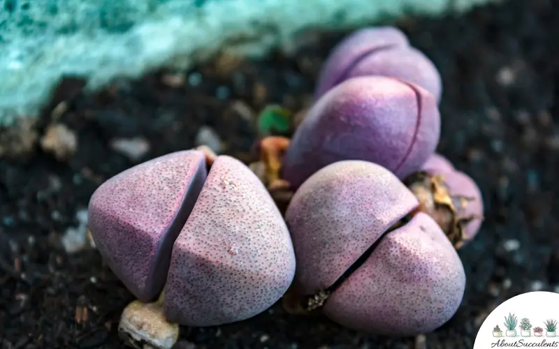 Pleiospilos Nelii plants