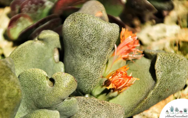 Pleiospilos Nelii succulent flower