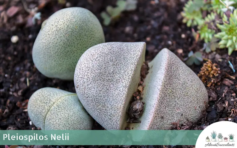 Plejospilos Nelii