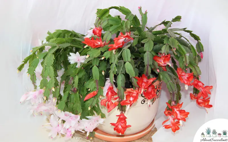 Schlumbergera Truncata grow and care