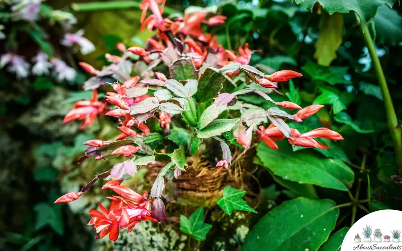 Schlumbergera Truncata pousse