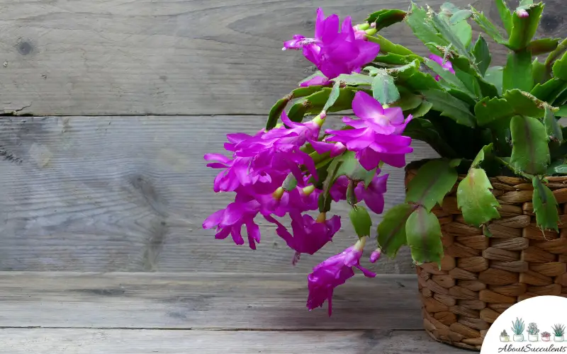 Schlumbergera truncata rosa