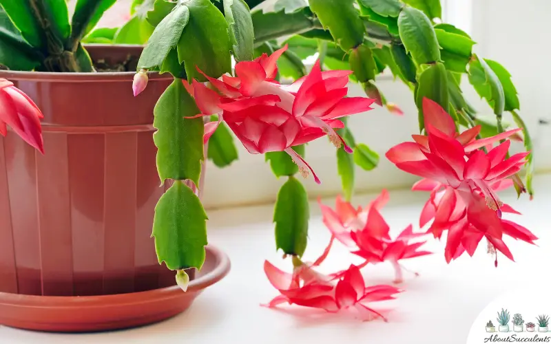 Schlumbergera Truncata succulent grow and care