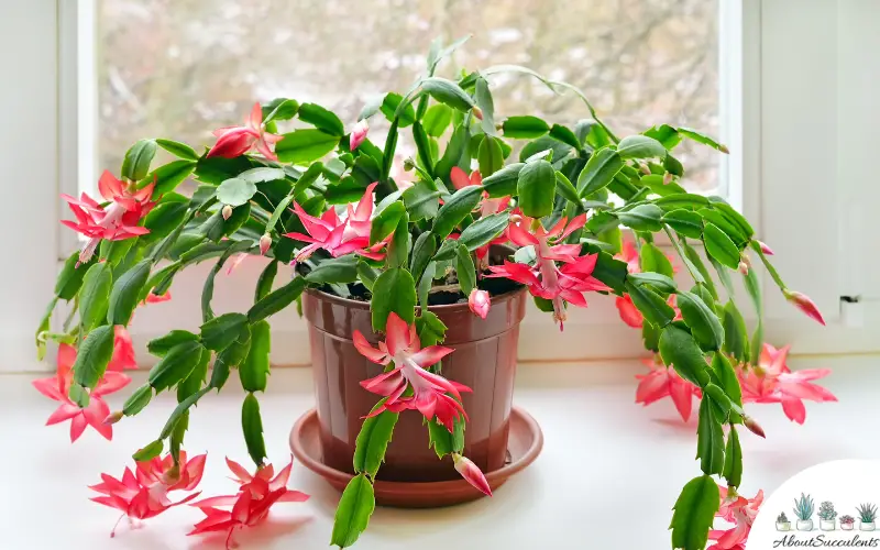 Schlumbergera Truncata succulent