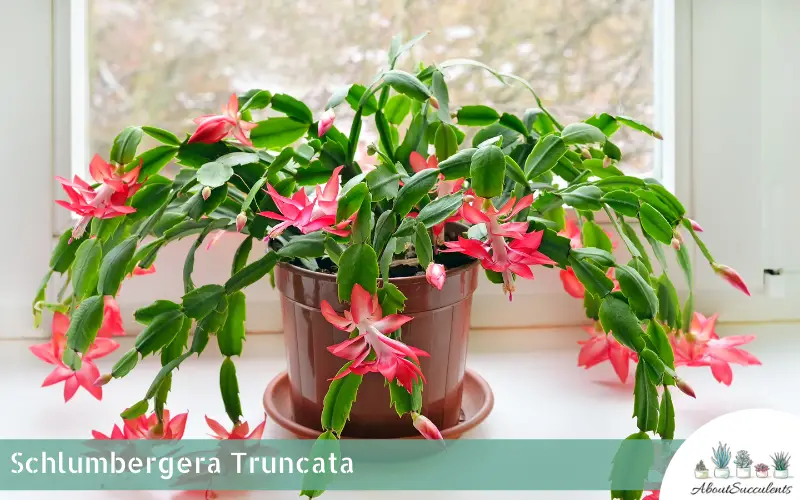 schlumbergera-truncata-grow-care-and-propagate-about-succulents