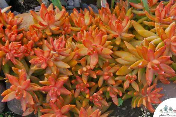Sedum Adolphii - Grow, Care and Propagate - About Succulents