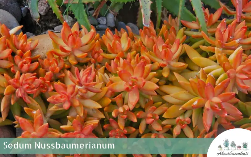Planta Sedum Nussbaumerianum y suculenta