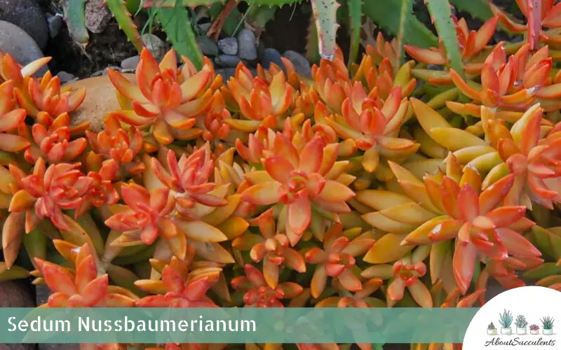 Sedum Nussbaumerianum plant and succulent