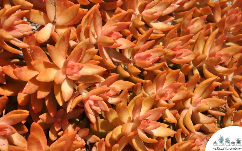 Sedum Nussbaumerianum pianta succulenta cura e crescere
