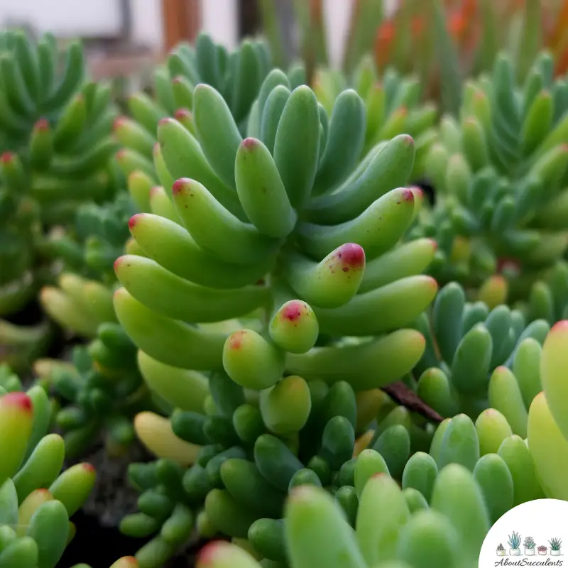 El Sedum Pachyphyllum suculento crece y se cuida