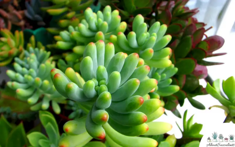 Succulentes Sedum Pachyphyllum