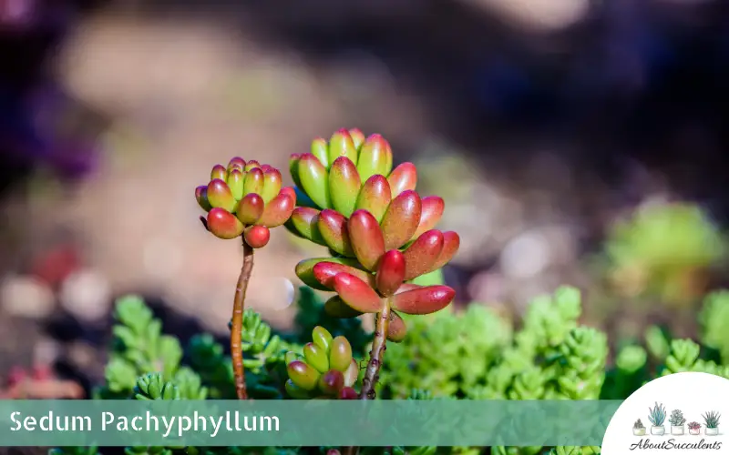 Sedum Pachyphyllum
