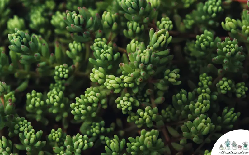 Cuidado y crecimiento de Sedum Rubrotinctum