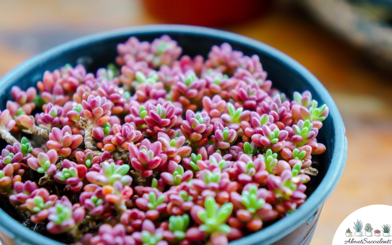 Sedum Rubrotinctum Jelly Bean Plant Grow Care And Propagate About Succulents