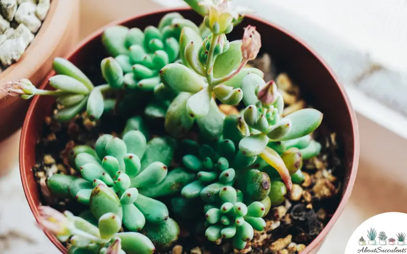 Sedum Rubrotinctum pot