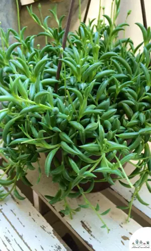 Senecio Radicans - Filo di banane cura succulenta