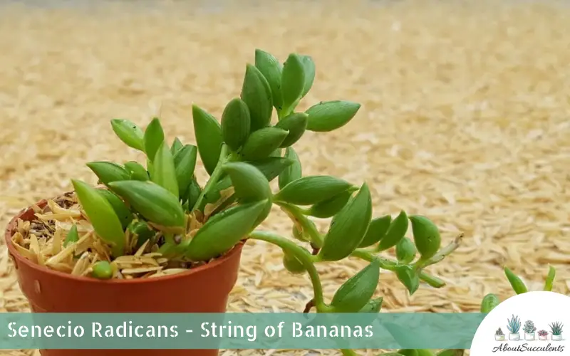 Senecio Radicans - Bananenstaude