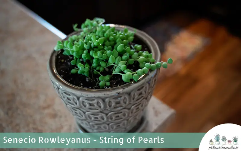 Senecio Rowleyanus - String of Pearls care