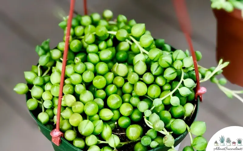 Senecio Rowleyanus - String of Pearls plant