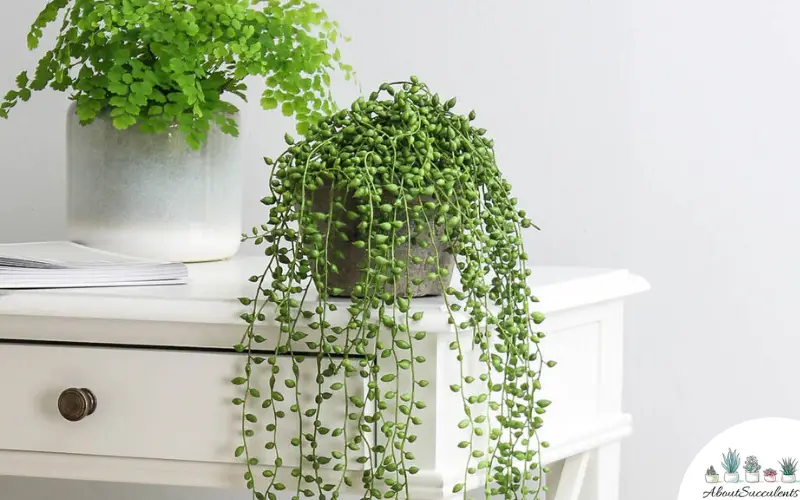 Senecio Rowleyanus - String of Pearls