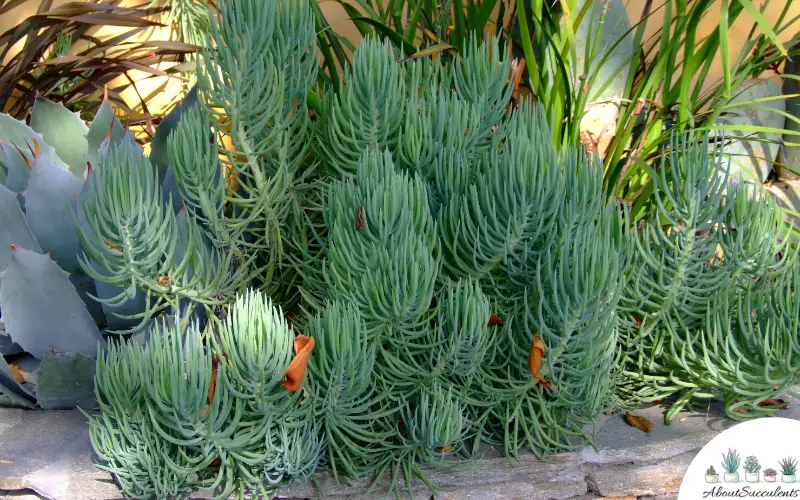 Senecio Vitalis plants