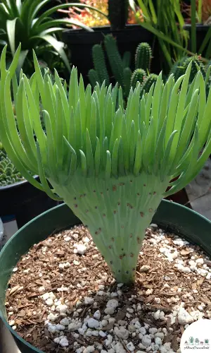 Cura delle succulente Senecio Vitalis