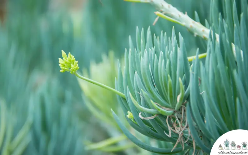 Senecio Vitalis Grow Care And Propagate About Succulents