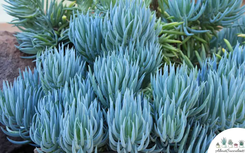 Succulentes Senecio Vitalis