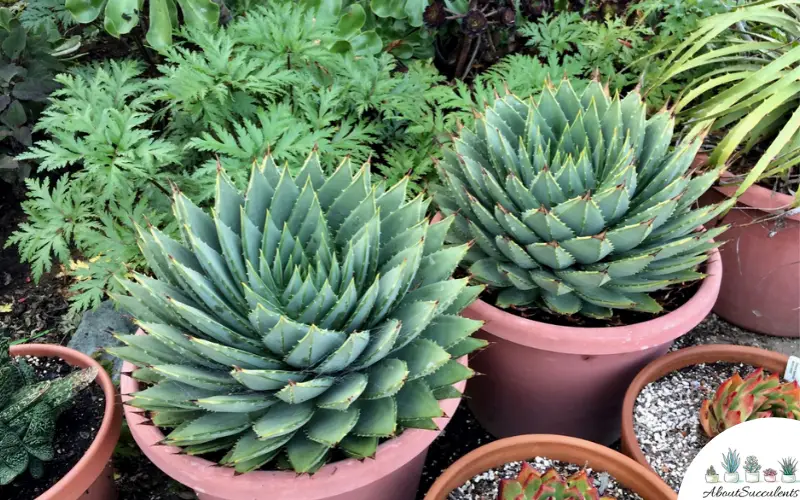 Aloe en espiral