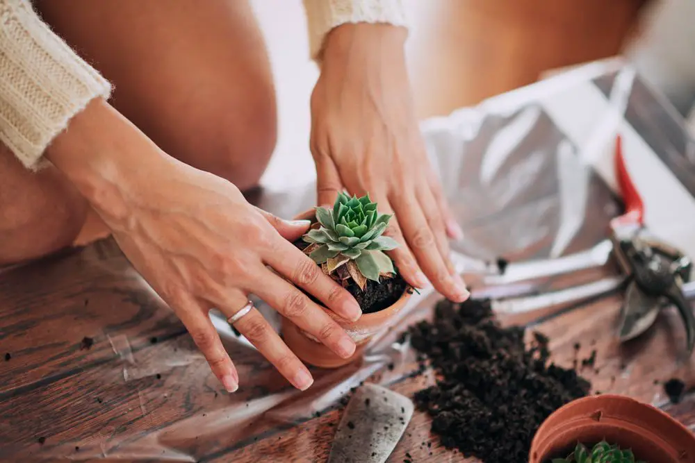 How to propagate succulents