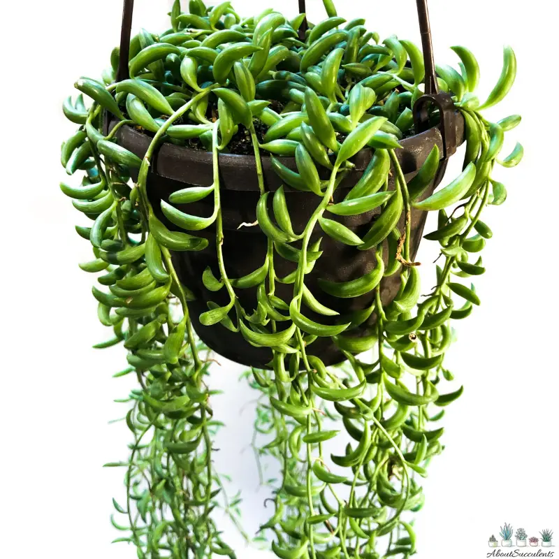 strings of bananas succulent