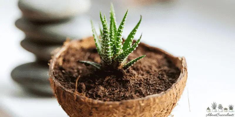 Sol d'Aloe Brevifolia