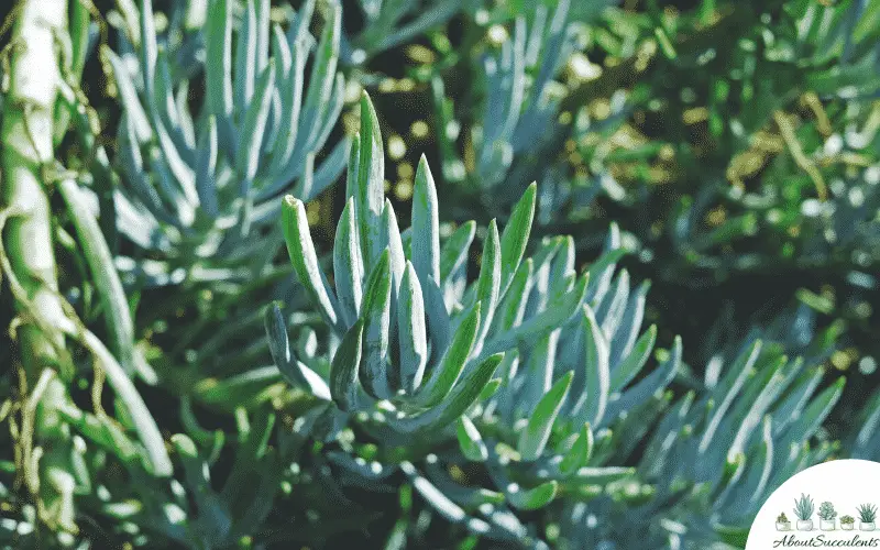 cuidado de senecio serpens