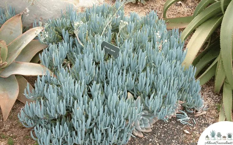 senecio serpens wachsen