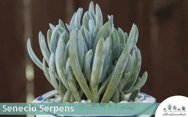 senecio serpens succulent