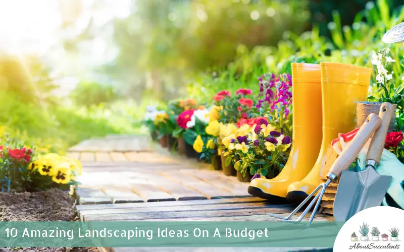 best landscaping ideas on a budget