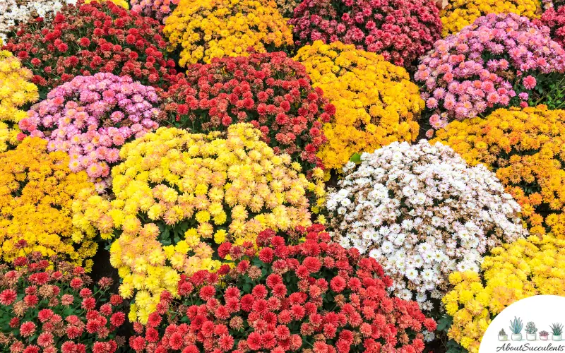 plantas baratas que repelen las plagas