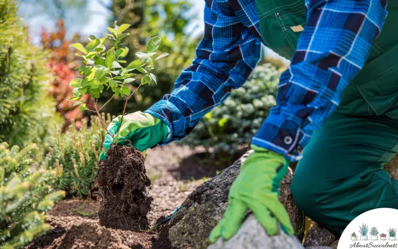 plantar un árbol