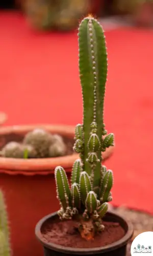 Acanthocereus tetragonus plant