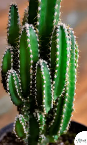 Acanthocereus tetragonus sukkulent