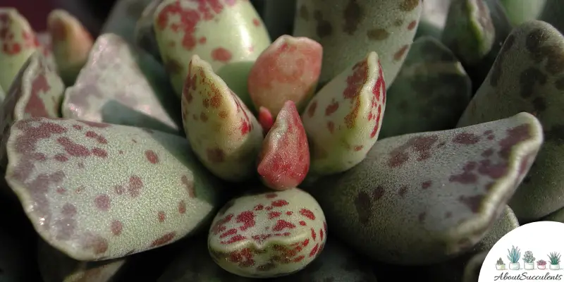 Plante d'Adromischus maculatus 'Calico Hearts'.