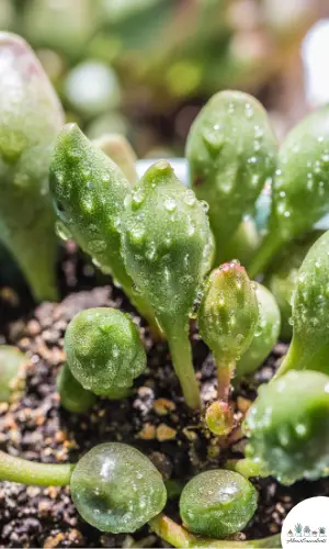 Adromischus maculatus 'Calico Hearts' sukkulent